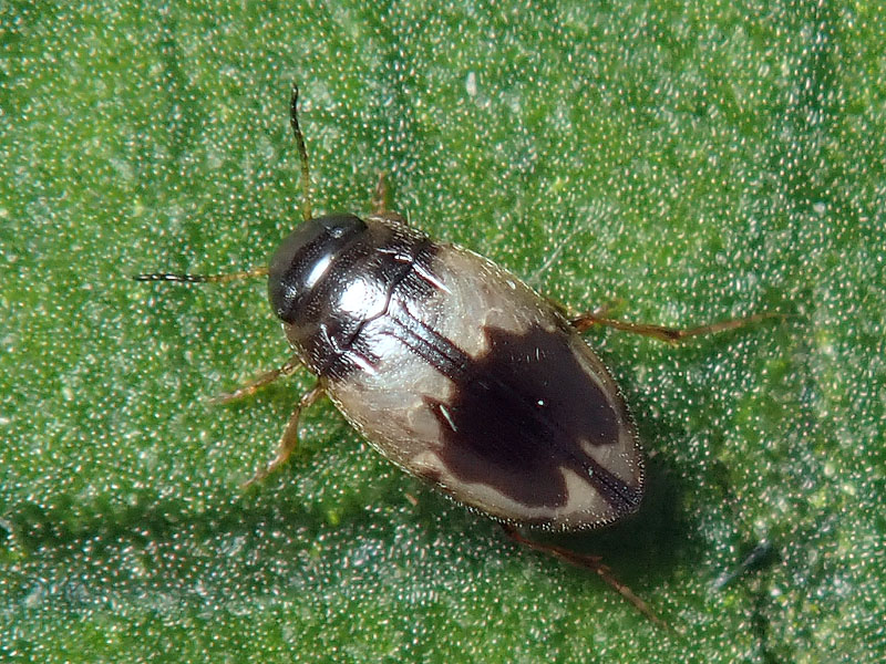Dytiscidae: stessa specie? S, Hydroglyphus geminus (= pusillus)